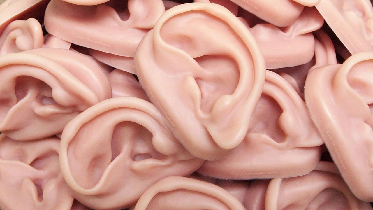 Nachbildungen menschlicher Ohren, aufgenommen bei der Firma 3B Scientific in Hamburg.