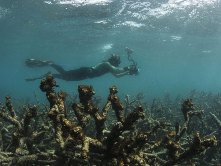 Aufnahmen des Great Barrier Reefs in Australien.