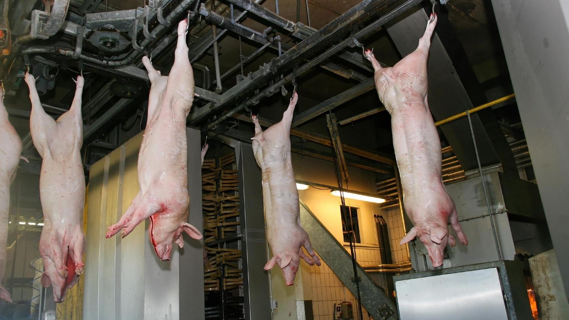 Schweine hängen in einem Schlachthof.