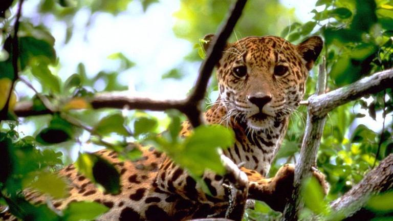 Im dichten Regenwald des mexikanischen Staates Campeche im Süden der Halbinsel Yucatan erforschen derzeit Wissenschaftler die Lebensweise einiger der letzten verbliebenen Leoparden (undatiertes Archivbild). Internet-Surfer können sie dabei begleiten. Auf den Spuren des Jaguars starten der mexikanische Ökologe Cuauhtemoc Chavez und der Fotograf Patricio Robles am 16.1.2001 zu einer zehntägigen Expedition durch das Biosphärenreservat Calakmul nahe der Grenze zu Guatemala und Belize. An jedem der zehn Tage werden auf der Webseite http://www.OneWorldJourneys.com unter dem Titel "Jaguar - der Herr des Mayadschungels" per Satellit aus dem Urwald übertragene frische Berichte und Fotos veröffentlicht. |