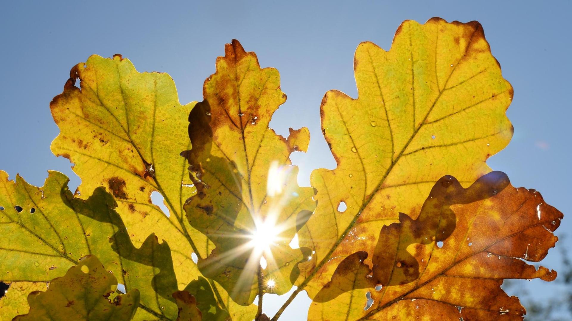 Blätter im Herbst bei Sonnenschein.