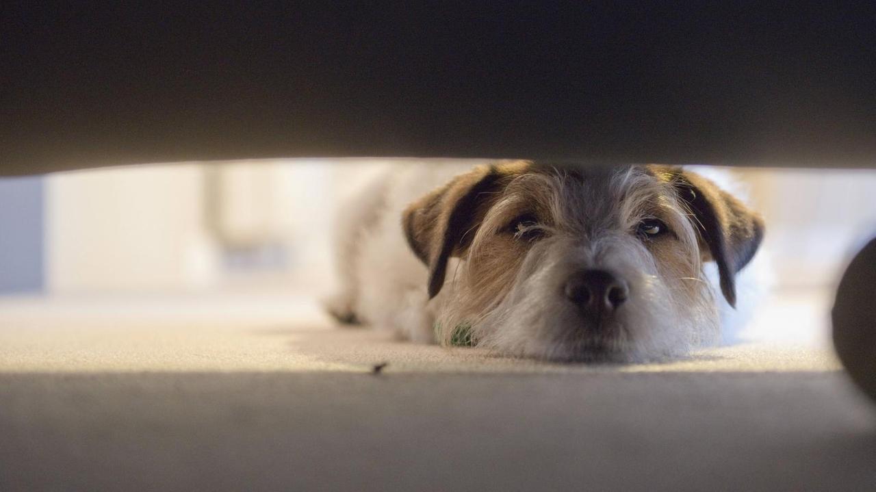 Der Hund Bodi liegt auf dem Boden und späht unter ein Bett nach seinem Spielball in Christchurch, Neuseeland.