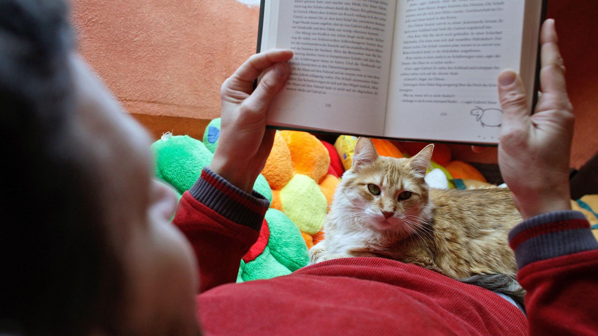 Katzenhaltung in der Wohnung Katzenhaltung in der Wohnung