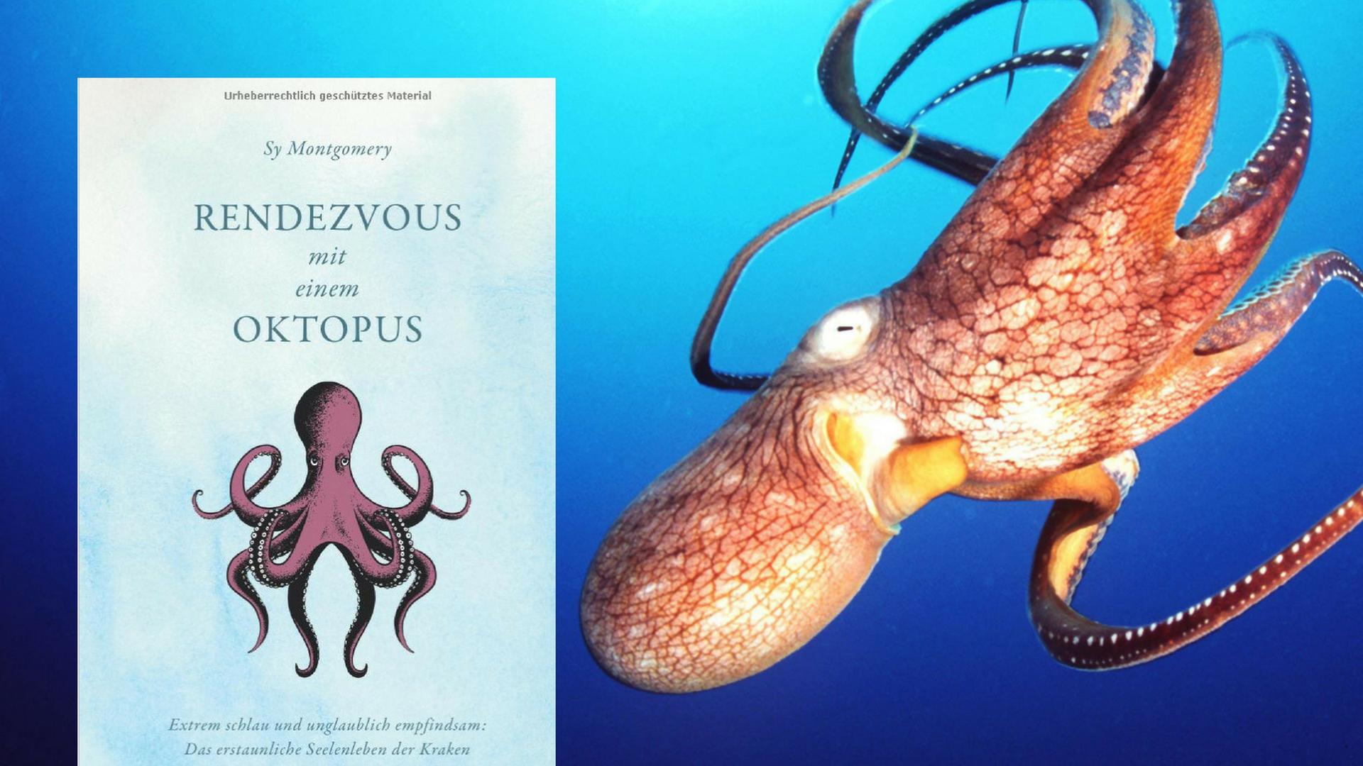 Buchcover: "Rendezvous mit einem Oktopus"