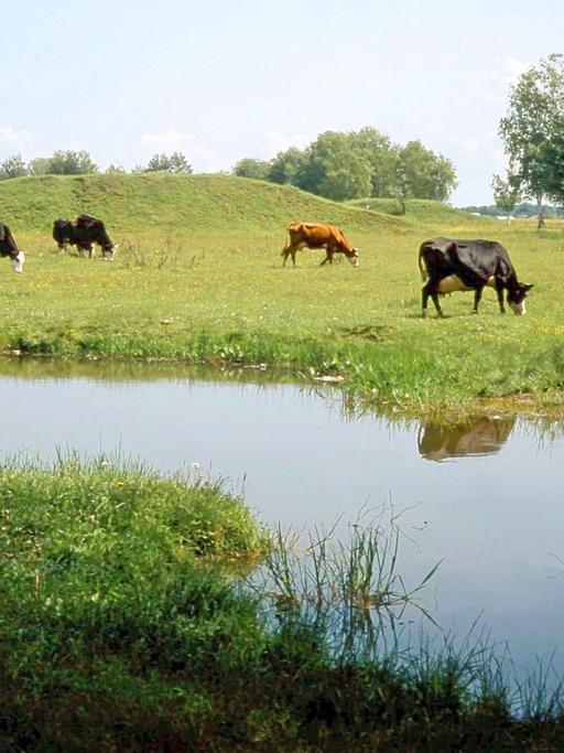 Weidende Kühe an einem Bachlauf