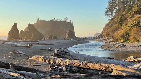 Ein Strand mit Treibholz im Vordergrund und hohen Felsen am Strand im Hintergrund.