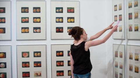 documenta-Besucherinnen betrachten am Mittwoch (04.07.2012) im Museum Fridericianum in Kassel das Werk "Apples 1912-1960s" von Korbinian Aigner, das 372 Zeichnungen zeigt.