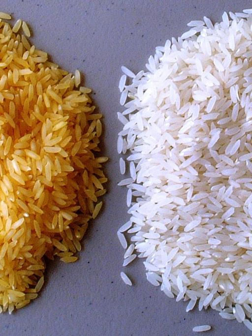 Genfood als Mittel gegen den Welthunger? Sogenannter "Goldener Reis" (l) soll Mangelerscheinungen bei Menschen in Entwicklungsländern vorbeugen. Die auch in Deutschland legale Spekulation auf Lebensmitteln geht dessen ungehindert weiter