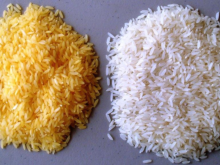 Genfood als Mittel gegen den Welthunger? Sogenannter "Goldener Reis" (l) soll Mangelerscheinungen bei Menschen in Entwicklungsländern vorbeugen. Die auch in Deutschland legale Spekulation auf Lebensmitteln geht dessen ungehindert weiter