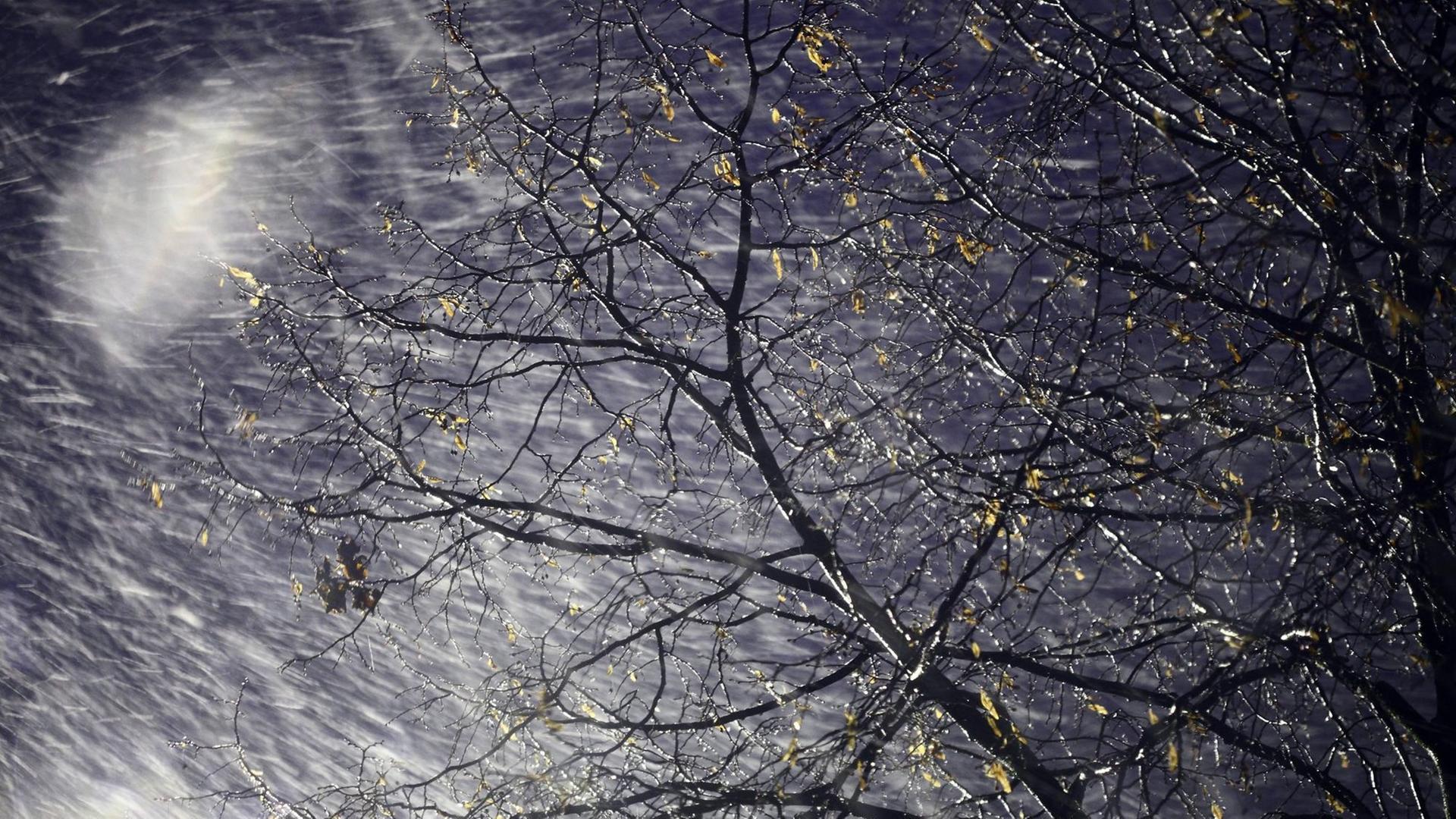 Niederschläge in einer Winternacht, die Äste eines Baumes werden durch ein Unwetter nachts gebogen