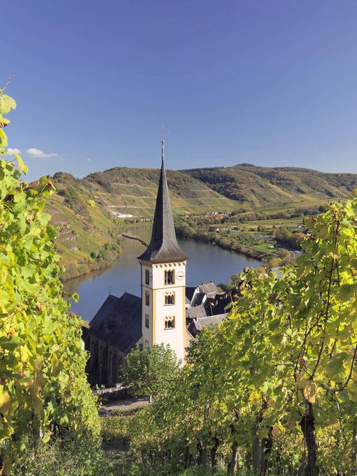 Blick auf den Ort Bremm an einer Moselschleife zwischen Trier und Koblenz