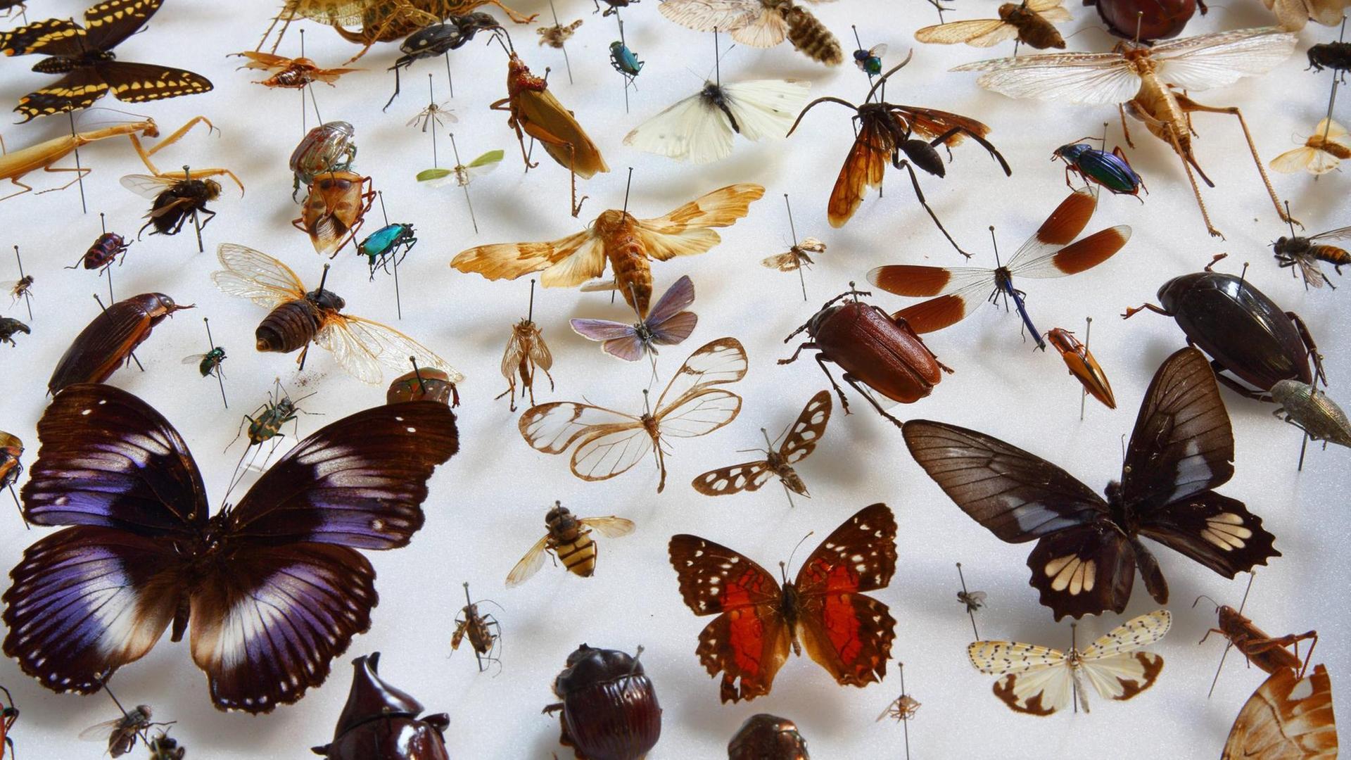Eine Vielfalt von Insekten aus der Sammlung des Museums fuer Naturkunde in Berlin (Foto vom 20.02.2019).
