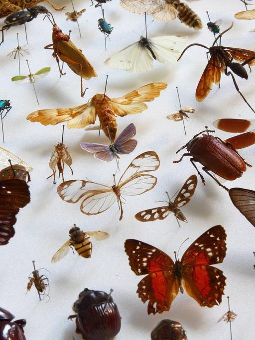 Eine Vielfalt von Insekten aus der Sammlung des Museums fuer Naturkunde in Berlin (Foto vom 20.02.2019).