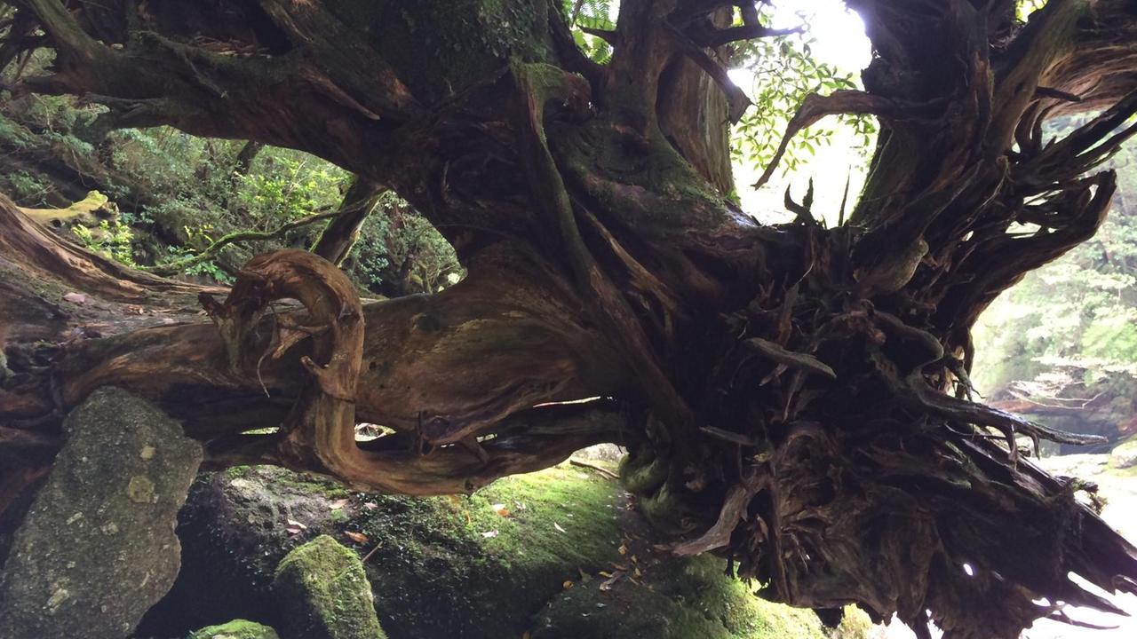 Jahrtausende alte Bäume auf Yakushima inspirierten Anime-Regisseur Miyazaki zu "Prinzessin Mononoke"
