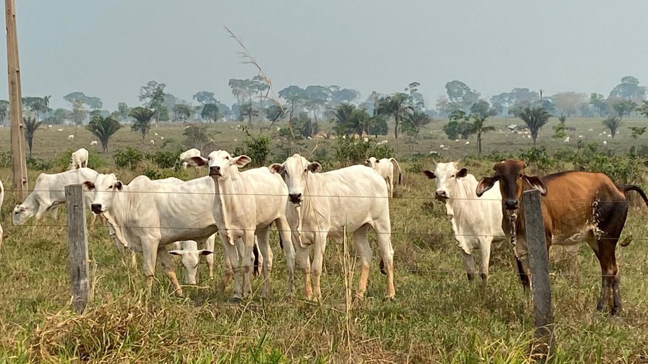 Rinder stehen auf einer Viehweide