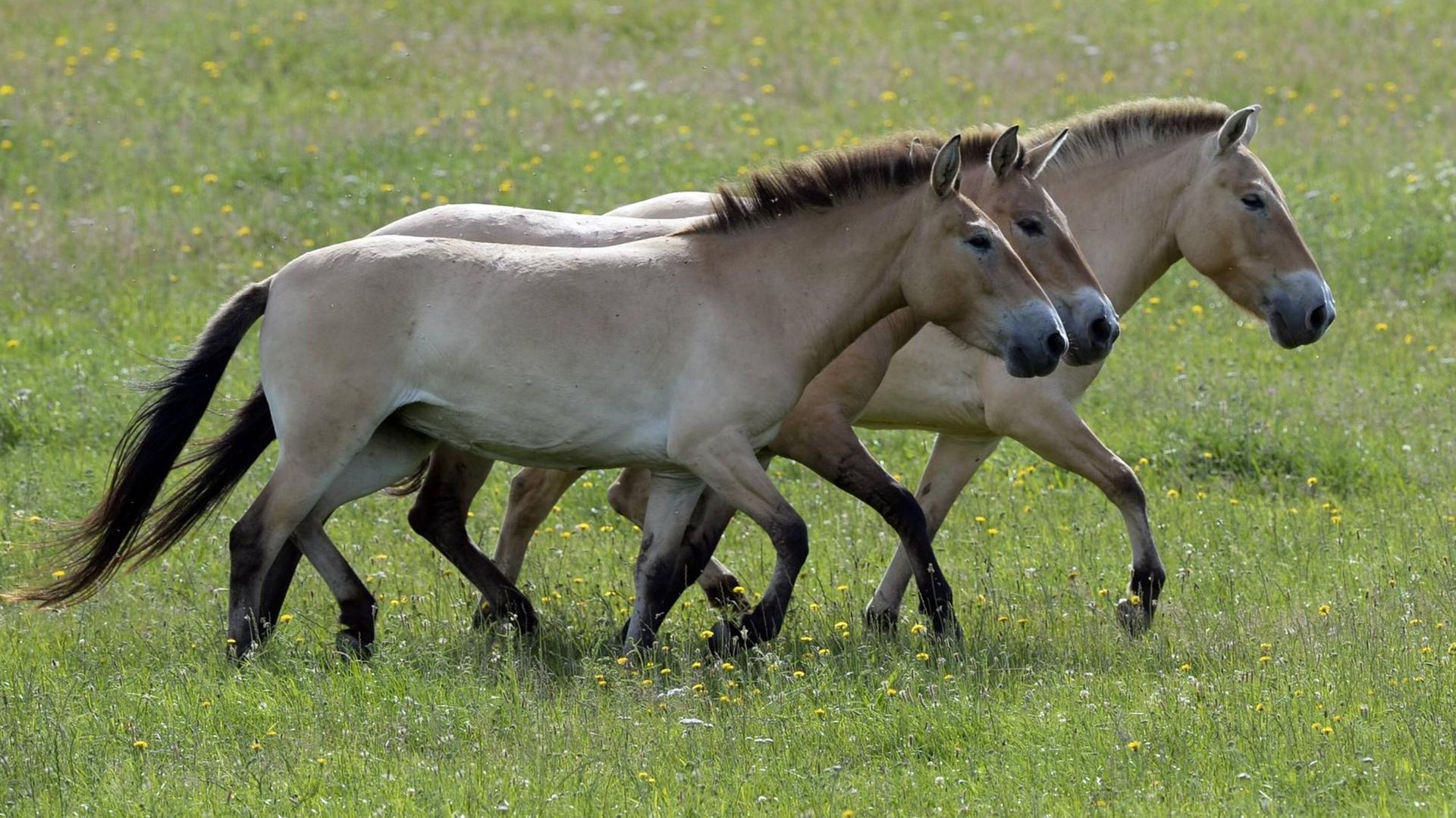 Vier Przewalski-Pferde auf einer Weide in Tschechien