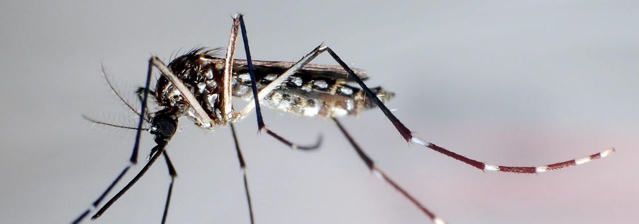 Die Stechmückenart Aedes aegypti gilt als Überträger des Zika-Virus.