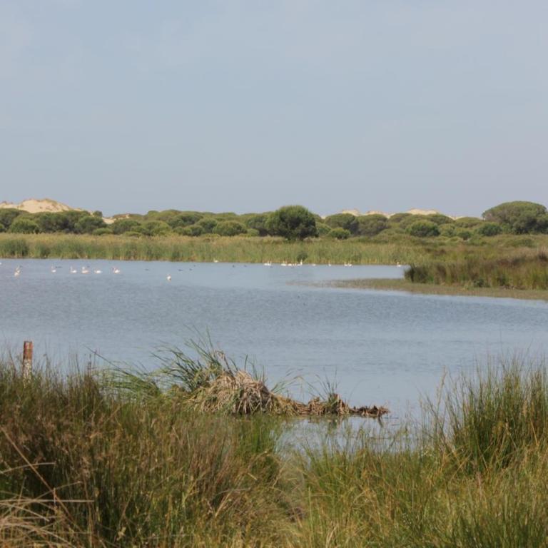 Die bedrohte Lagune Santa Olalla im Nationalpark Doñana