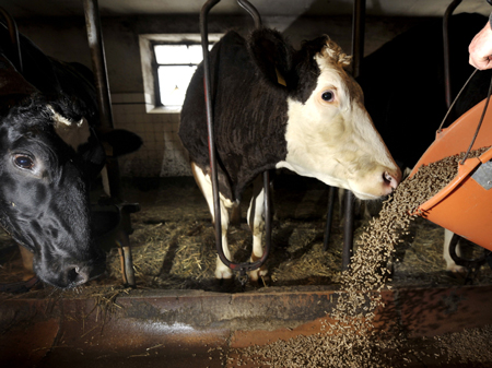 Ein Landwirt fuettert am Freitag (07.01.11) in Breckerfeld Kühe mit Kraftfutter-Pellets fuer Milchvieh.