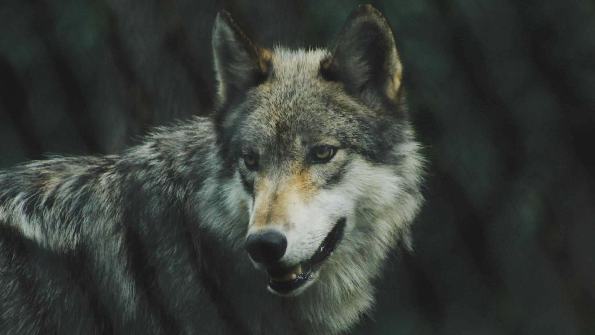 Wölfe ziehen durch eine Welt im Ausnahmezustand, und es ist nicht sicher, ob der Wolf einer ist, der in den Straßen mordet.