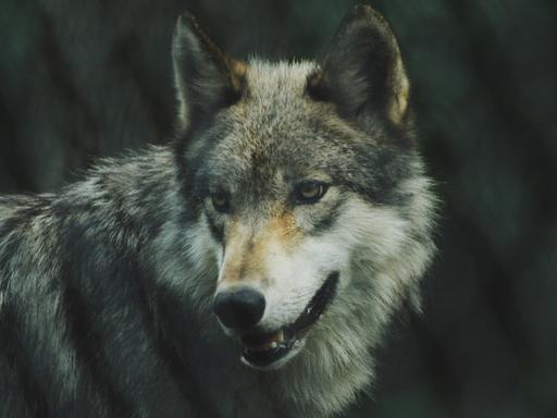 Was wiegt schwerer - der Schutz einer bedrohten und seit wenigen Jahren nun wieder angesiedelten Art, dem Wolf, oder der Schutz von Nutztieren der Landwirtschaft: Landwirte und Jäger haben nur eine Antwort.