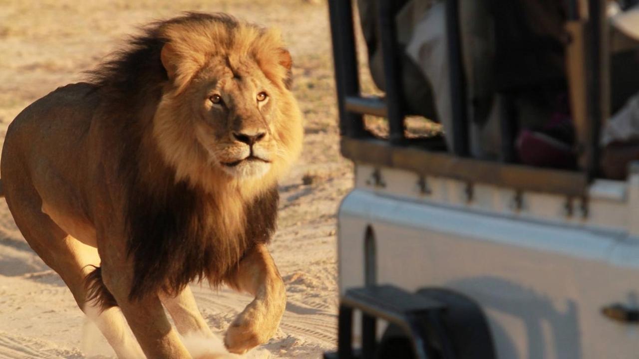 Der beliebte und bekannte Simbabwer Löwe Cecil wurde im Hwange National Park vom US-amerikanischen Zahnarzt W. Palmer aus Minnesota illegal erschossen.