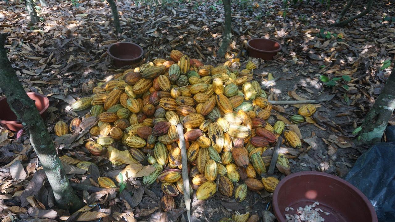 Gelbe, rote und braune Kakaobohnen liegen zwischen Blättern auf einem Haufen auf dem Waldboden.