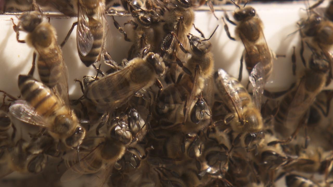 Nahaufnahme von vielen großen Bienen dicht gedrängt in einem Bienenstock.