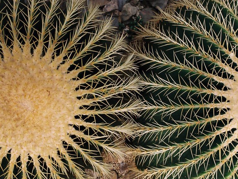 Goldkugelkakteen (Echinocactus grusonii), auch umgangssprachlich Schwiegermuttersitz genannt. Aufgenommen im Botanischen Garten in Bonn.