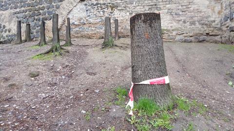 Abgeholtze Bäume in Köln vor einer Mauer.