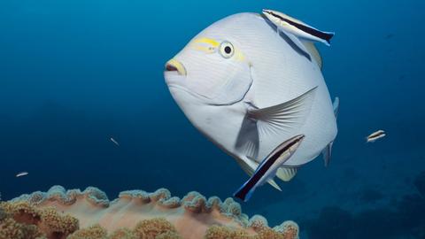 Ein Grauer Doktorfisch wird am australischen Great Barrier Reef von einem Putzerfisch gereinigt.