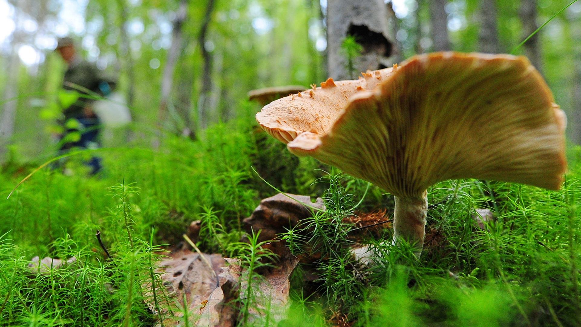 Pilze sammeln in der russischen Kostroma Region.