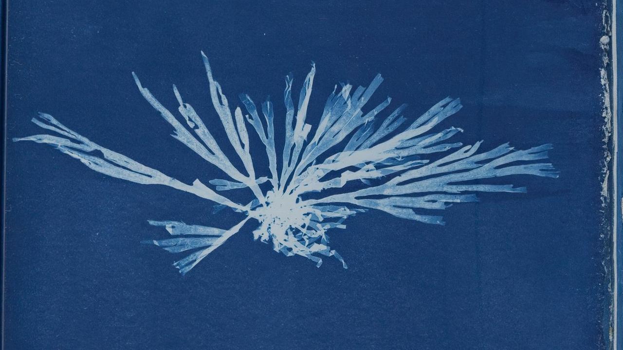 Abbildung einer plan aufliegenden, filigran verästelten Pflanze, weiß leuchtend vor tiefblauem Hintergrund Anna Atkins, English, 1797-1871, Dictyota dichtoma, 1843 or 1844, cyanotype, Page: 10 3/8 x 8 1/8 inches 26.4 x 20.6 cm PUBLICATIONxINxGERxSUIxAUTxONLY Copyright Artokoloro Dictyota dichtoma - ein Star in Anna Atkins Album "Fotografien britischer Algen" ,Dictyoa,dichtoma,1843,or, 1844 Cyanotpie, Botanik Algenfotografie Anna Atkins, Botanikerin, Botanik,Fotografie Fotografiegeschichte, John William Herschel, "Fotografien britischer Algen", Dictyota dichtoma