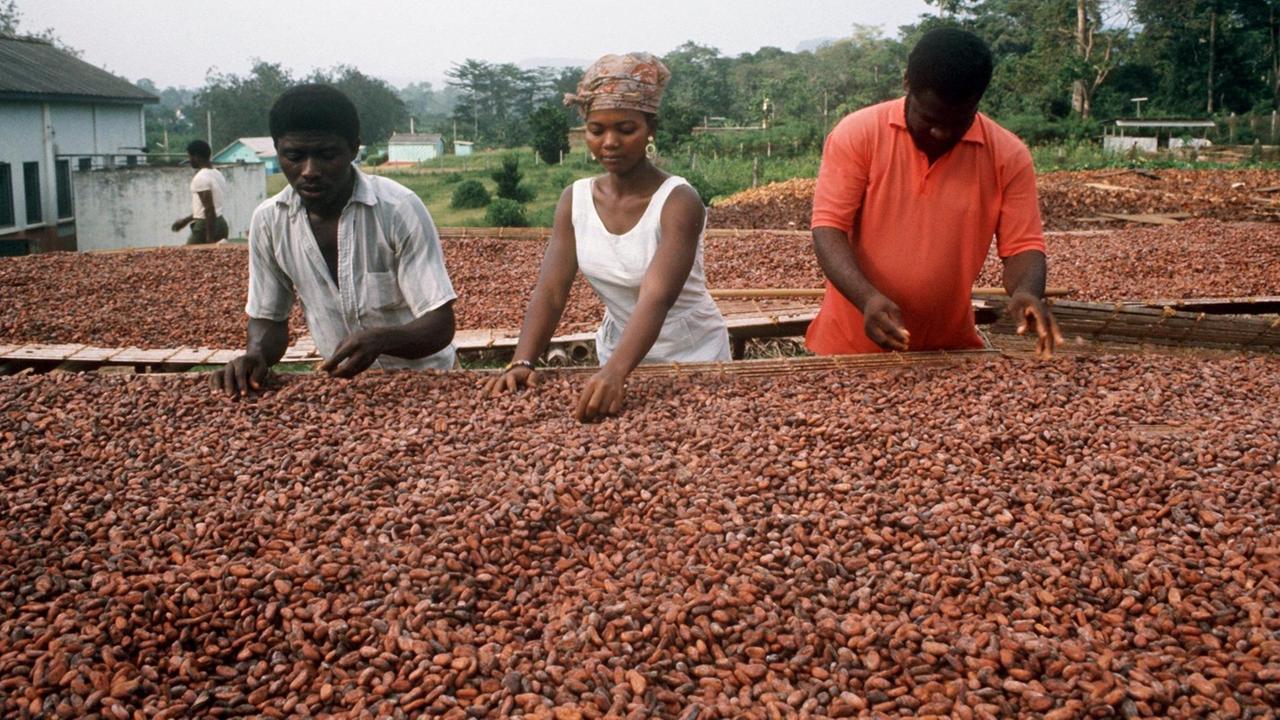 Farmarbeiter verlesen auf einer Kakao-Plantage in Ghana die zum Trocknen ausgelegten Kakaobohnen. (Undatierte Aufnahme). | Verwendung weltweit