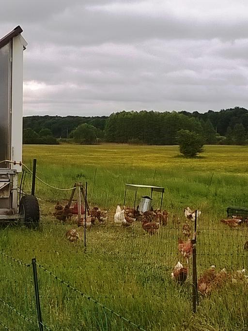 Ein Hühnermobil mit einigen Hühnern im Ökodorf Brodowin