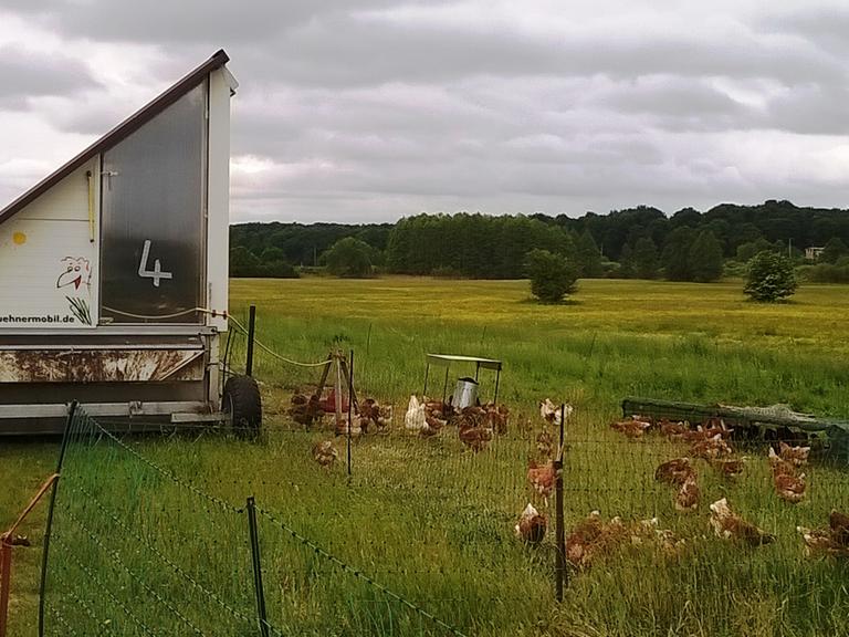 Ein Hühnermobil mit einigen Hühnern im Ökodorf Brodowin