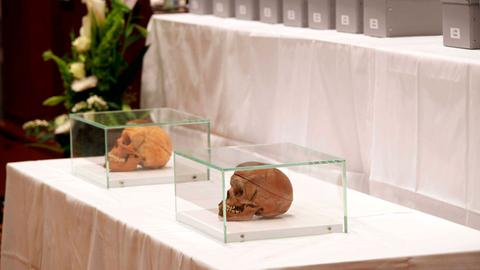 Zwei Totenschädel in Vitrinen stehen auf einem Tisch. Dahinter sind graue Pappkästen zu sehen, in denen sich weitere Schädel befinden.