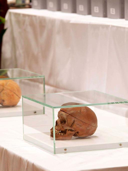 Zwei Totenschädel in Vitrinen stehen auf einem Tisch. Dahinter sind graue Pappkästen zu sehen, in denen sich weitere Schädel befinden.