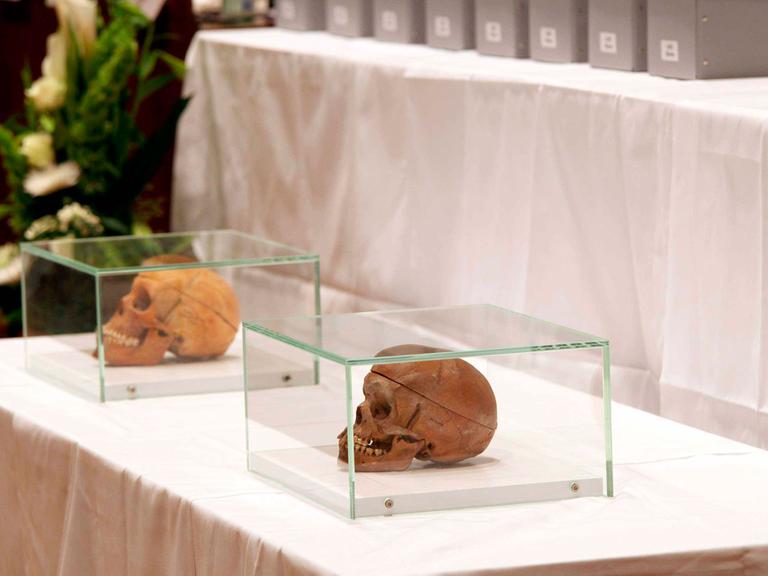 Zwei Totenschädel in Vitrinen stehen auf einem Tisch. Dahinter sind graue Pappkästen zu sehen, in denen sich weitere Schädel befinden. 