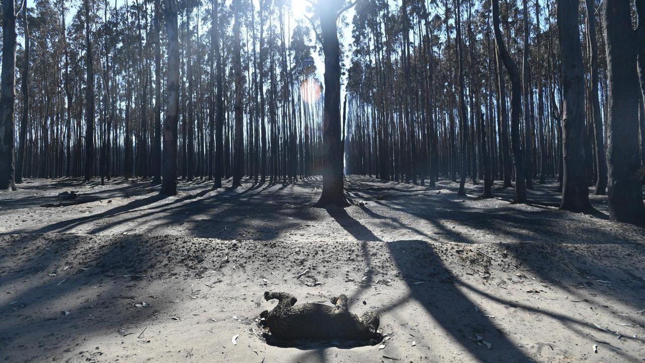 Ein toter Koala liegt auf der verbrannten Erde, Kangaroo Island, South Australia