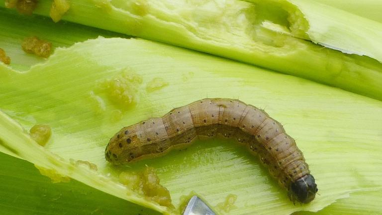 Ein Heerwurm hat eine Maispflanze befallen. Landwirte in Südamerika kämpfen seit Jahrzehnten gegen den Heerwurm. 2016 wurde der Schädling erstmals auch in Afrika entdeckt.