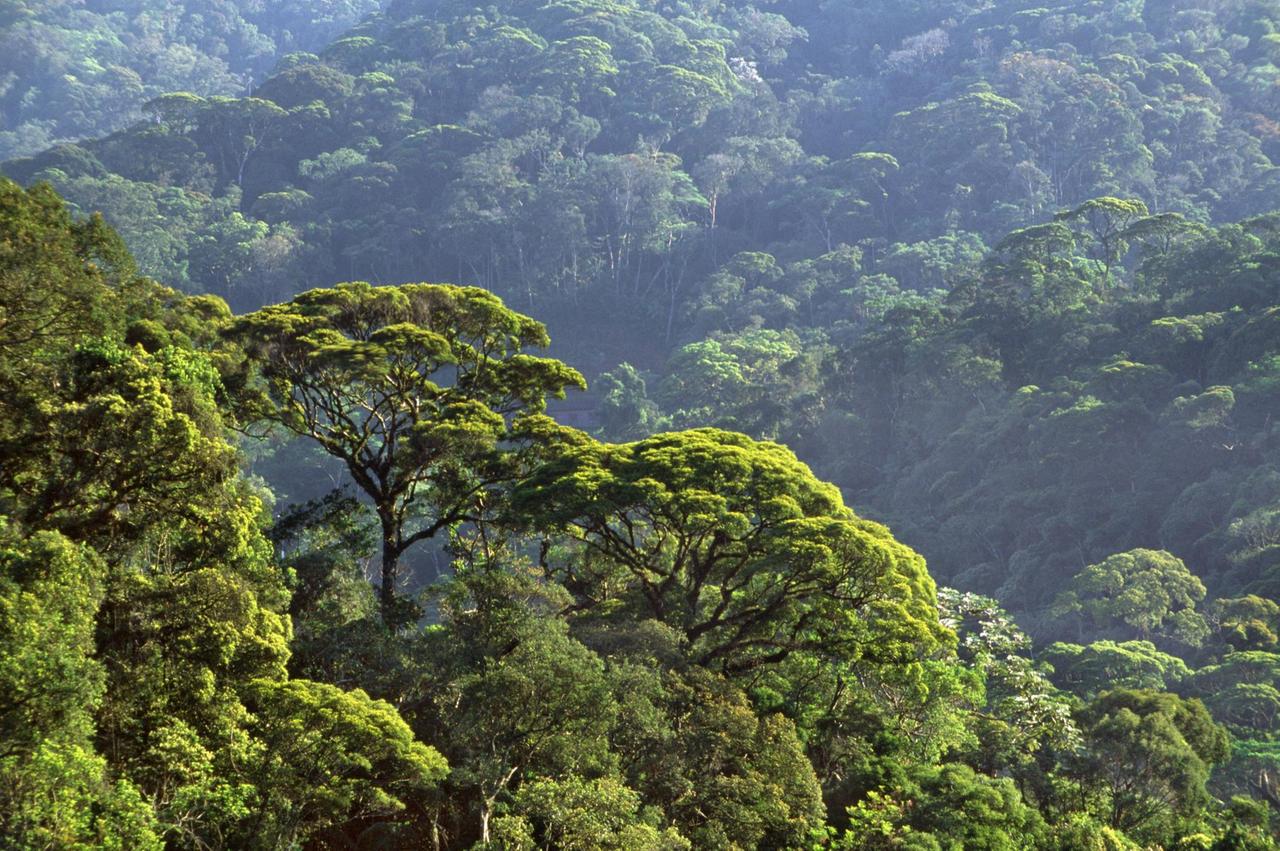 Regenwald im "Serra dos Orgaos"-National Park in Brasilien