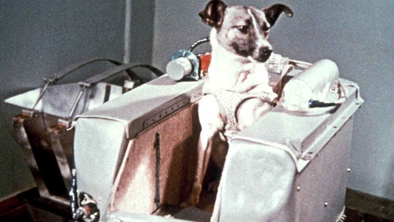 Trauriges Schicksal: Die Hündin Laika war das erste Tier in der Erdumlaufbahn, hat den Flug aber nicht überlebt
