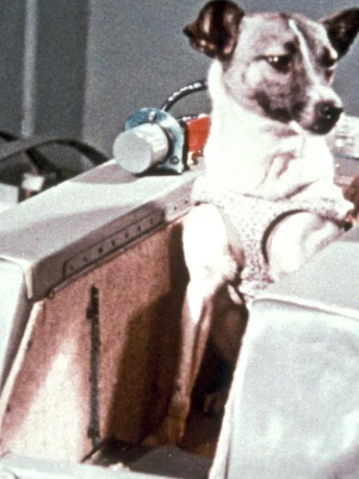 Trauriges Schicksal: Die Hündin Laika war das erste Tier in der Erdumlaufbahn, hat den Flug aber nicht überlebt