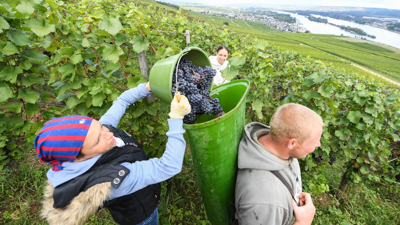 Erntehelfer des Weinguts Schön lesen in den Weinbergen über Rüdesheim am Rhein die Spätburgundertrauben.