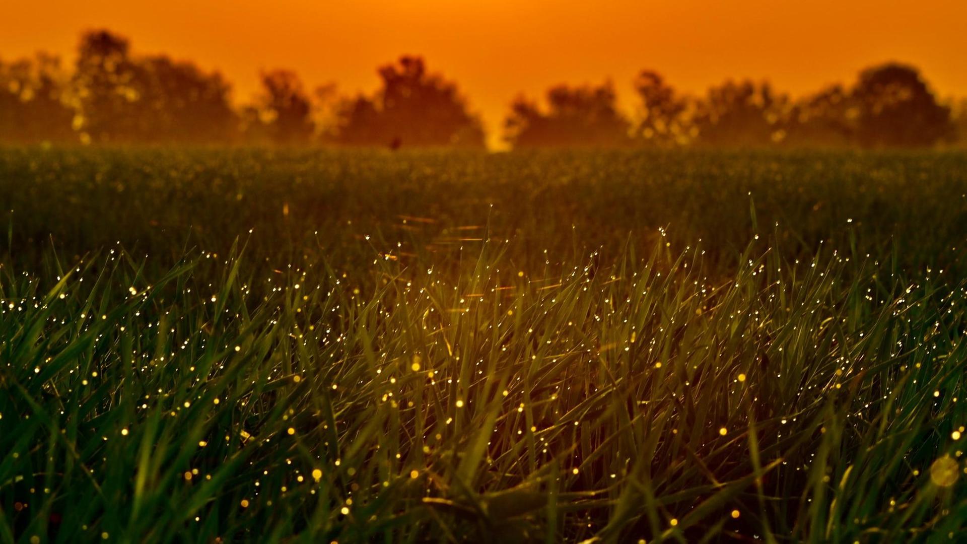 Kleine golden leuchtende Pünktchen (Glühwürmchen) im hohen Gras bei Sonnenuntergang