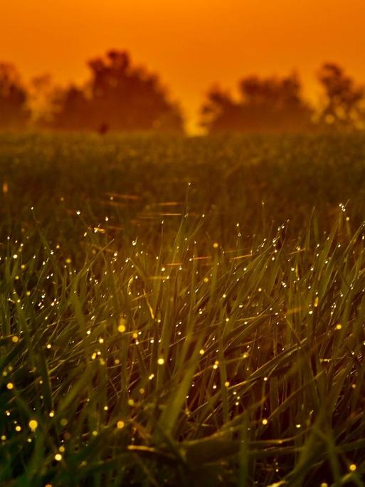 Kleine golden leuchtende Pünktchen (Glühwürmchen) im hohen Gras bei Sonnenuntergang