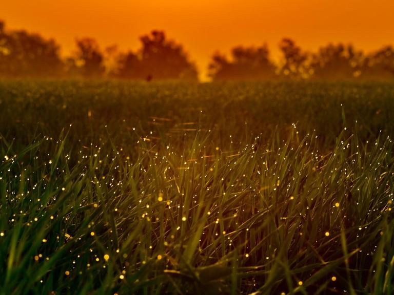 Kleine golden leuchtende Pünktchen (Glühwürmchen) im hohen Gras bei Sonnenuntergang