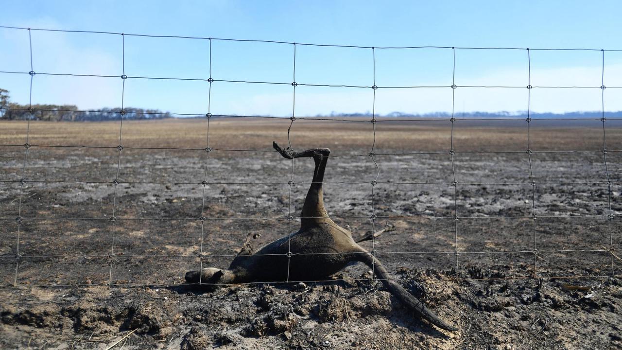 Einem Känguru ist auf der Flucht vor den Flammen ein Zaun zum Verhängnis geworden. Das Tier liegt tot vor einem Zaun.  