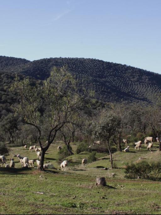Schafe und Ziegen am Eingang zur Finca von Eutimio Sánchez halten das Unkraut kurz - auch ohne den Einsatz von Herbiziden.